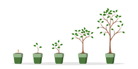 Tree growing set illustration.のイラスト素材
