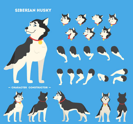 Cute siberian husky dog character animation set with various views, face emotions and poses. Vector illustration in cartoon styleのイラスト素材
