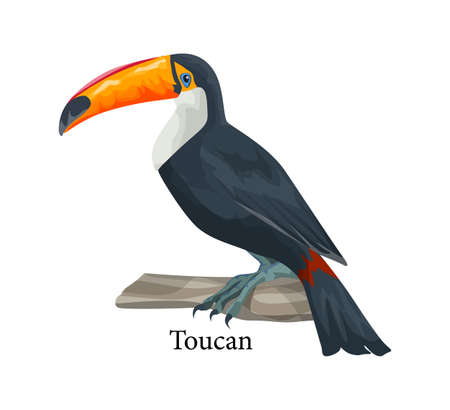 Realistic exotic tropical toucan bird. Adorable animalの写真素材