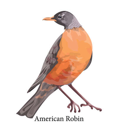 American robin exotic realistic bird with colorful feather. Wildlife and nature concept. Isolated vector illustrationのイラスト素材