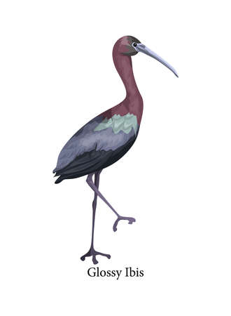 Glossy Ibis wild bird with long beak. Beautiful animal in wildlife. Isolated vector illustrationのイラスト素材