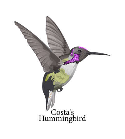 Costas Hummingbird wild bird with beautiful featherのイラスト素材