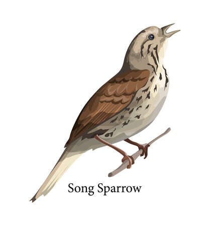 Song sparrow bird in nature. Wild animal with feather. Isolated flat vector illustrationのイラスト素材