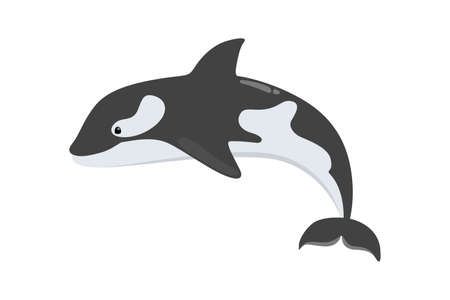 Whale killer of black and white colorのイラスト素材