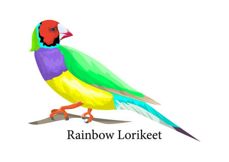 Rainbow lorikeet bird. Exotic animal in nature. Tropical parrot with colorful feather. Isolated flat...