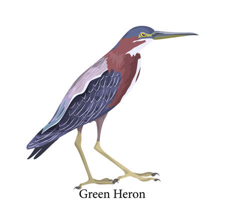 Green heron. Bird with dark blue and red feather. Fauna creature. Isolated flat vector illustrationのイラスト素材
