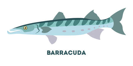 Barracuda marine creature. Fish from the oceanのイラスト素材