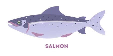 Salmon fish from the sea or oceanのイラスト素材