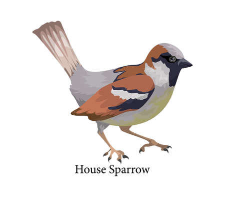 House sparrow bird in nature. Wild animal with feather. Isolated flat vector illustrationのイラスト素材