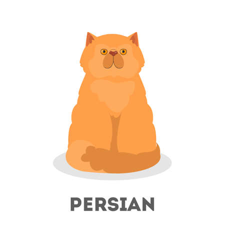 Persian cat. Beautiful animal with a fluffy fur. Pet with a long hair sitting. Vector illustration in cartoon styleのイラスト素材