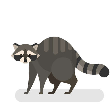 Raccoon animal. Wild creature with a black and grey furのイラスト素材