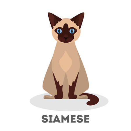 Siamese cat. Beautiful animal breed. Adorable domestic animal with fluffy fur. Isolated vector illustration in cartoon styleのイラスト素材