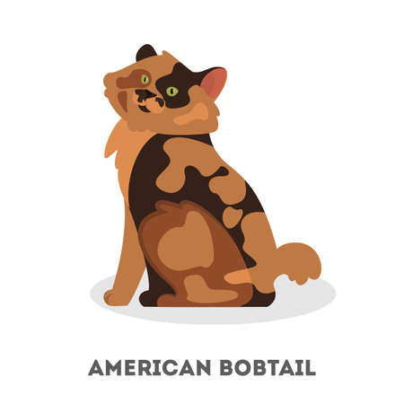American bobtail breed. A beautiful cute catのイラスト素材
