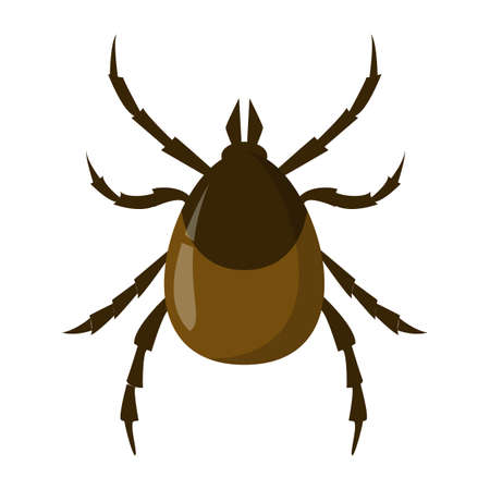 Mite insect. Encephalitis parasite, brown bug. Dangerous for human creature. Vector illustration in...