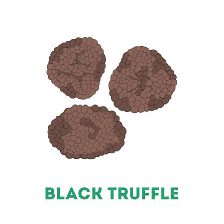 Black truffle mushroom. Delicious ingredient for cooking.のイラスト素材