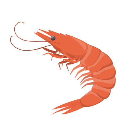 Red shrimp. Fresh seafood, restaurant meal. Ingredientのイラスト素材
