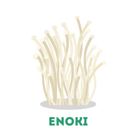 Enoki mushroom. Healthy organic fungus, natural ingredientのイラスト素材