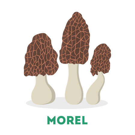 Morel mushroom. Healthy ingredient, organic raw food.のイラスト素材