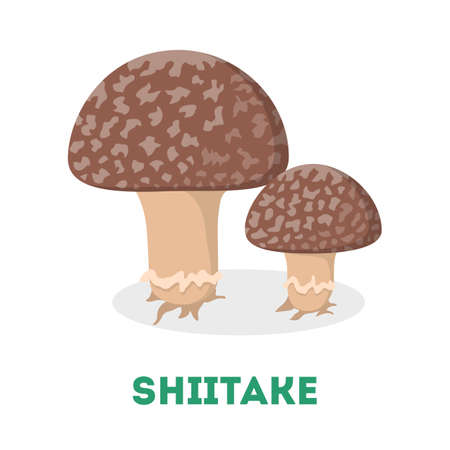 Shiitake mushroom. Fresh natural fungus. Organic vegetarianのイラスト素材