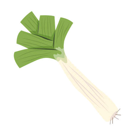 Leek green vegetable. Fresh natural vegetarian food.のイラスト素材