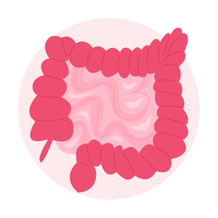 Isolated vector illustration of the human bowel with small bowel and colon.のイラスト素材