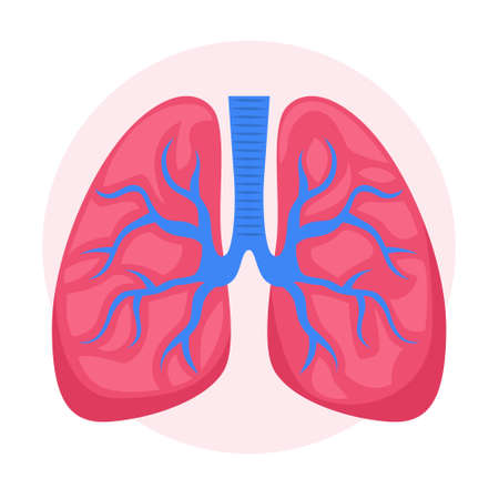 Isolated vector illustration of the human bowel with small bowel and colon.のイラスト素材