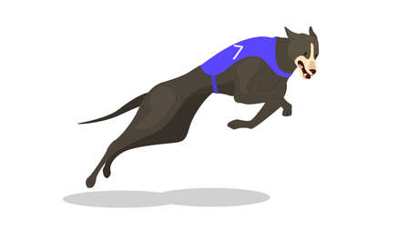 Running purebred dog in coursing dress. Dog racing concept.のイラスト素材