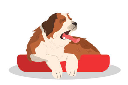 Cute yawning sleepy dog. Purebread saintbernar lying. Funnyのイラスト素材