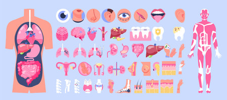 Human anatomy set. Body figure with set of internal organ, skinのイラスト素材