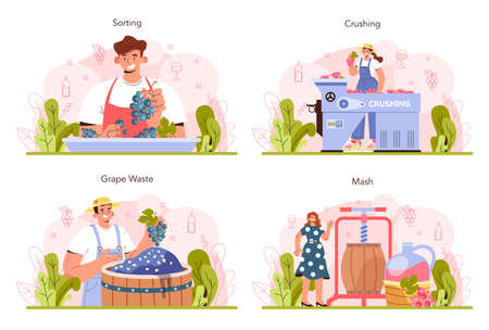 Wine production concept set. Grape selection and processing. Grape berriesのイラスト素材