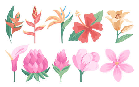 Beautiful tropical flowers set. Botanical garden plantsのイラスト素材
