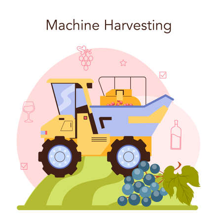 Wine production. Grape selection, cultivation and harvesting. Alcohol drinkのイラスト素材