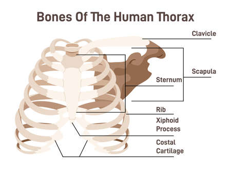 The thoracic cavity anatomy scheme. Thoracic cage bones, 12 pairsのイラスト素材