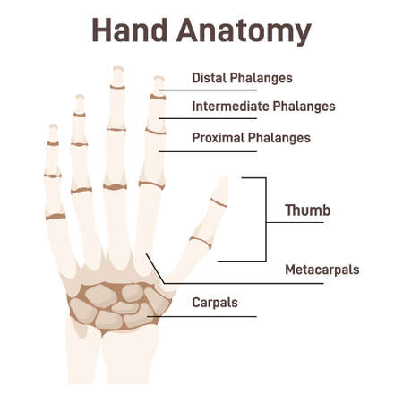 Human hand bones. Anatomical structure with captions of all sitesのイラスト素材