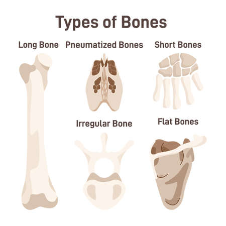 Human skeleton bones types set. Long or humerus, shirt or heel, flatのイラスト素材