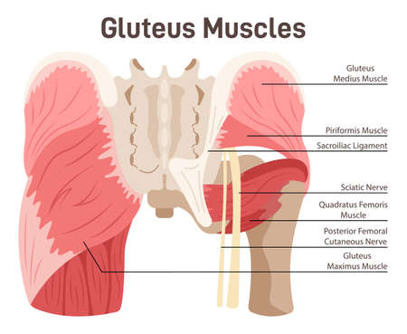 Gluteus muscles. Didactic scheme of anatomy of human muscular systemのイラスト素材