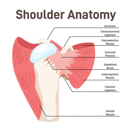 Shoulder muscles. Didactic scheme of anatomy of human muscular system.のイラスト素材