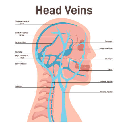 Head veins. Circulatory system, the main veins and arteries of the head,のイラスト素材