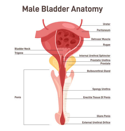 Male bladder anatomy. Healthy internal organ with urethra. Urology studyingのイラスト素材