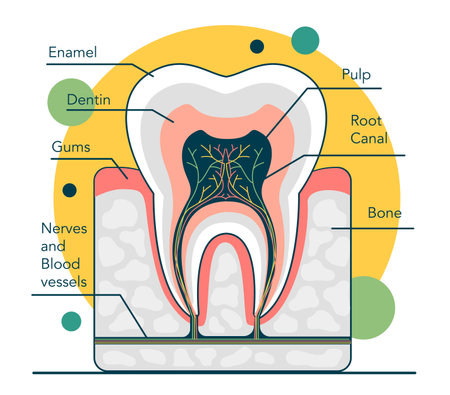 Human tooth structure. Cross section scheme representing tooth layersのイラスト素材