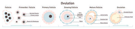 Female ovulation stages. Ovum maturing, follicle developing.のイラスト素材