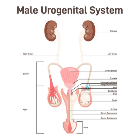 Male urogenital anatomy. Kidneys, bladder, penis and testiculars.のイラスト素材