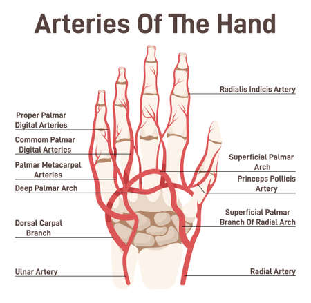 Hand circulatory system. Didactic scheme of palmar arch with captions.のイラスト素材