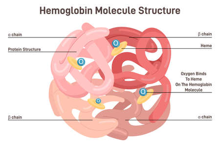 Hemoglobin molecule structure. Iron-containing oxygen-transport metalloprotein iのイラスト素材