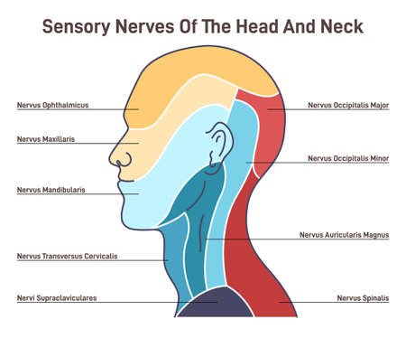 Sensory nerves of the head and neck. Neural coverage of human headのイラスト素材