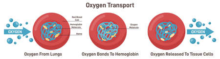 Respiration, gas exchange mechanism. Red blood cells oxygenのイラスト素材