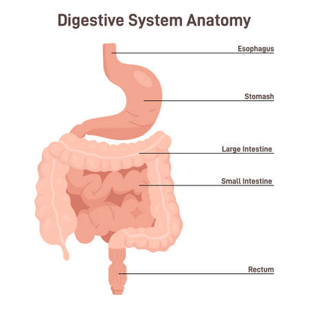 Human digestive system. Abdominal internal organs and stagesのイラスト素材