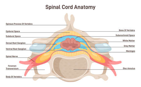 Spinal cord anatomy. Vertebra cross section anatomical structure.のイラスト素材