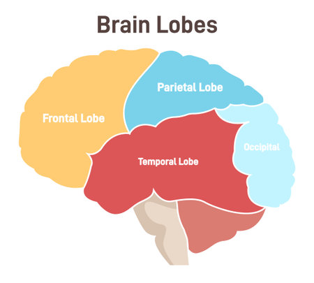 Human brain lobes. Cross section structure of the main nervous systemのイラスト素材
