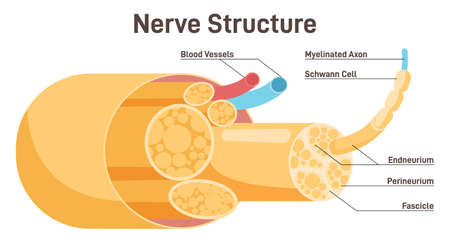 Nerve structure. Human nervous system connective tissue. Labeled schemeのイラスト素材